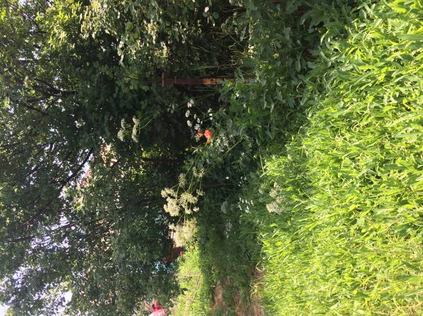 Продам дачу(о цене можно договориться), Байсерке,Садовая 96, фотография 4