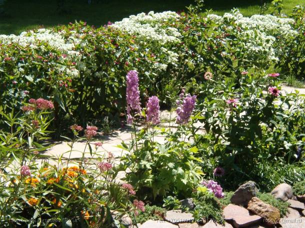 Все виды ландшафтных работ. Озеленение., фотография 6