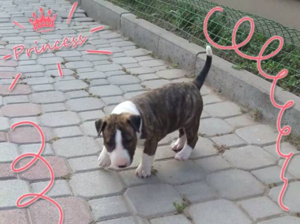 Щенок (девочка) бультерьера, фотография 1