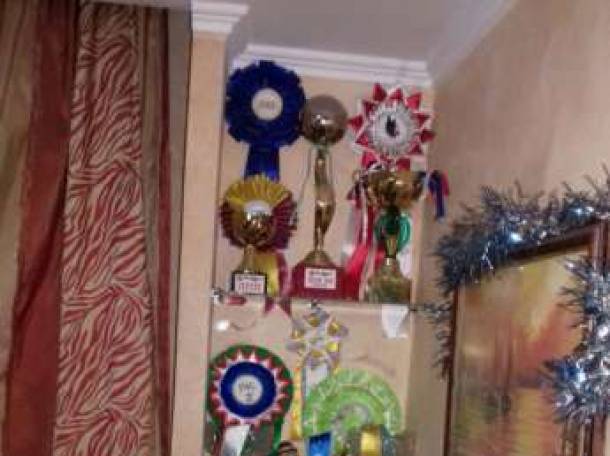 Щенок (девочка) бультерьера, фотография 3