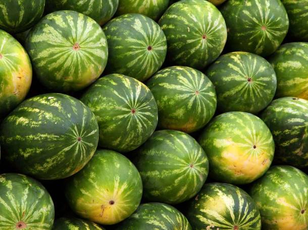 Арбузы, фотография 1