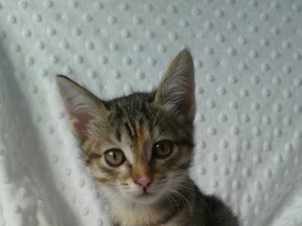 Рыжинка ищет дом!, фотография 1