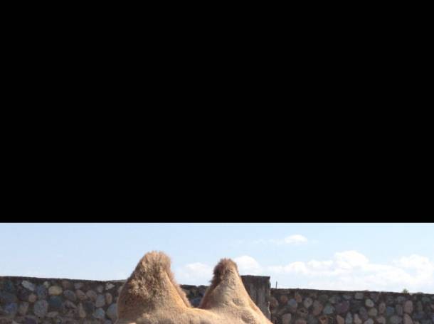 Верблюды, фотография 2