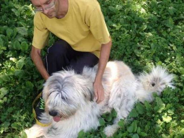 Продам южно-русских овчарок., фотография 1