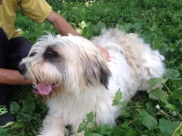 Продам южно-русских овчарок., фотография 5