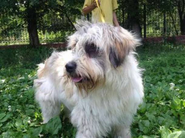 Продам южно-русских овчарок., фотография 6