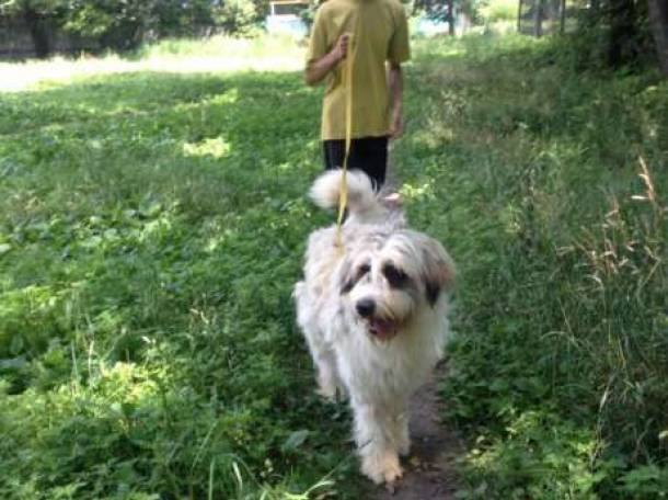 Продам южно-русских овчарок., фотография 7