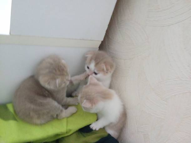 Продаю очаровательных вислоушек., фотография 1