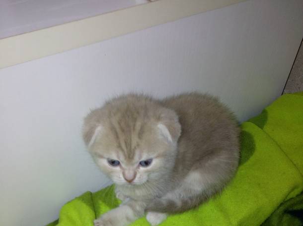 Продаю очаровательных вислоушек., фотография 2