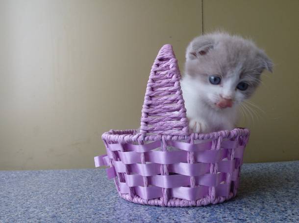 Продаю очаровательных вислоушек., фотография 5