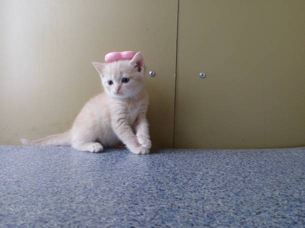 Продаю очаровательных вислоушек., фотография 7