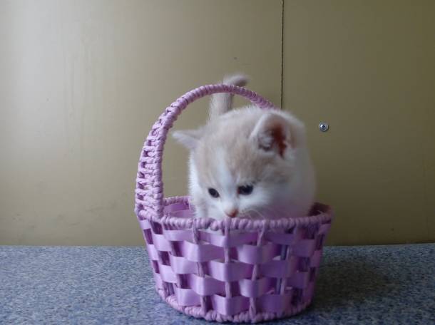 Продаю очаровательных вислоушек., фотография 8