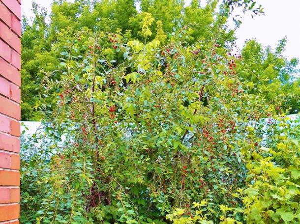 •	Продадим или обменяем два отдельно стоящих, благоустроенных дома, на участке 10 соток., фотография 10