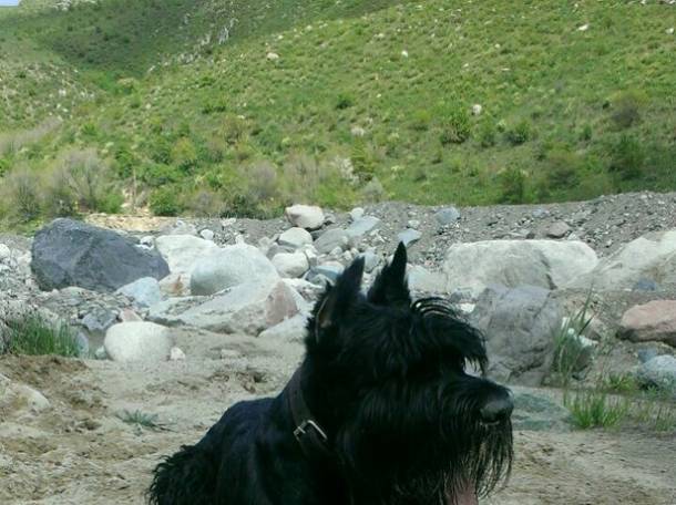 Пропала собака, просьба ВЕРНУТЬ ЗА ВОЗНАГРАЖДЕНИЕ., фотография 1