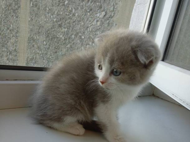 Продаю очаровательных вислоушек., фотография 3