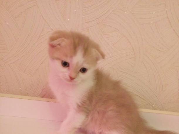 Продаю очаровательных вислоушек., фотография 5