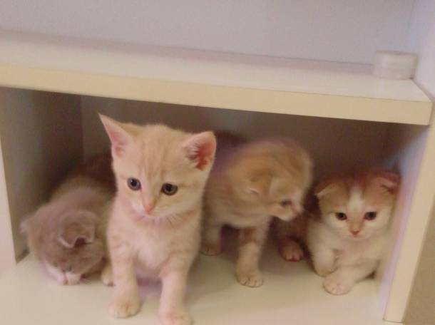 Продаю очаровательных вислоушек., фотография 9