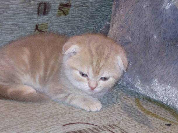 Продаю очаровательных вислоушек., фотография 10