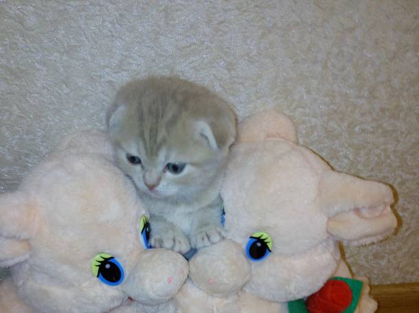 Продаю очаровательных вислоушек., фотография 11