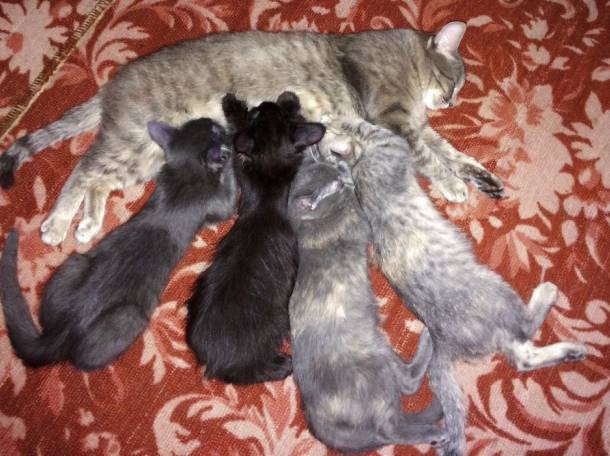 Отдам котят в хорошие руки, фотография 2