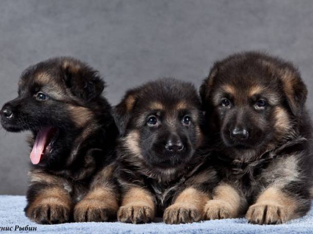 Немецкие овчарки с родословной, прививки. Очаровательные умницы., фотография 1