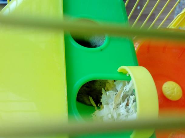 Черепаха с декаритвным хомяком, фотография 3