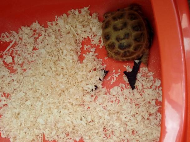 Черепаха с декаритвным хомяком, фотография 4