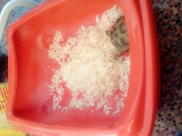 Черепаха с декаритвным хомяком, фотография 5