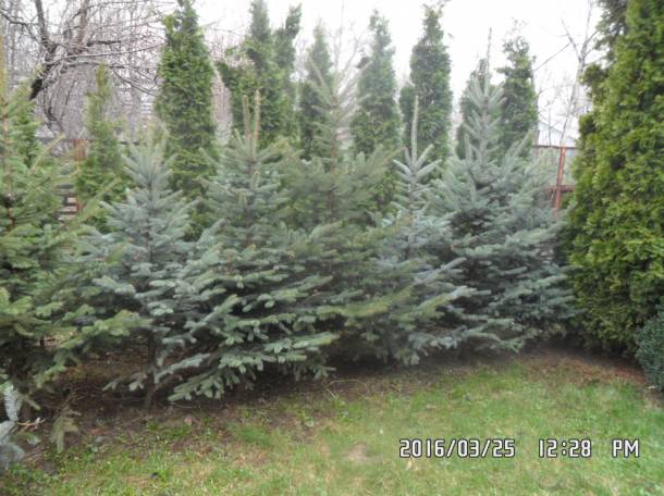 ОПТОВАЯ ПРОДАЖА САЖЕНЦЕВ ДЕРЕВЬЕВ!, фотография 1