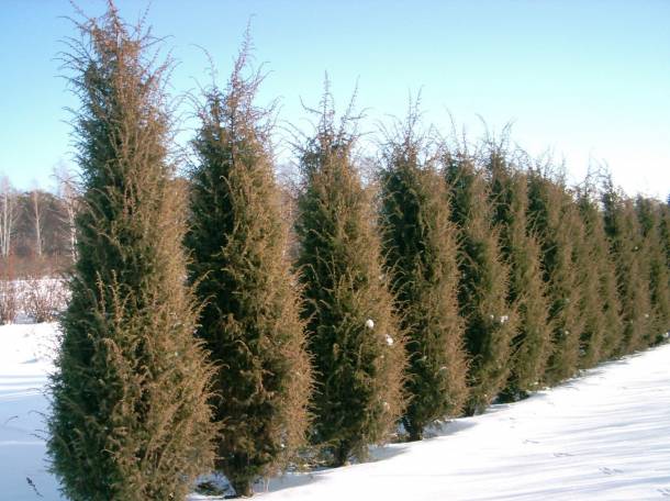 ОПТОВАЯ ПРОДАЖА САЖЕНЦЕВ ДЕРЕВЬЕВ!, фотография 2