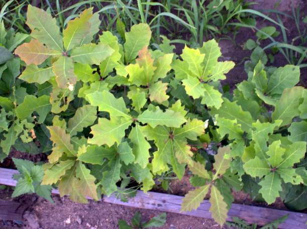 ОПТОВАЯ ПРОДАЖА САЖЕНЦЕВ ДЕРЕВЬЕВ!, фотография 3