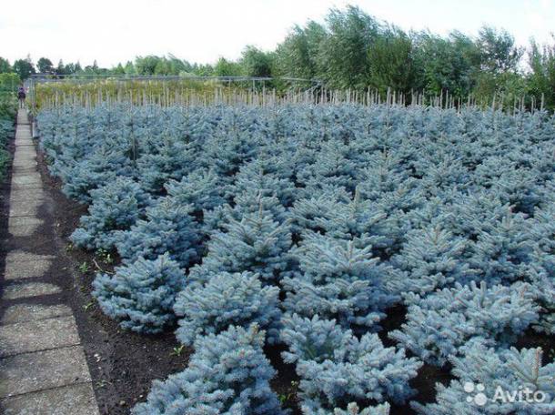 ОПТОВАЯ ПРОДАЖА САЖЕНЦЕВ ДЕРЕВЬЕВ!, фотография 4