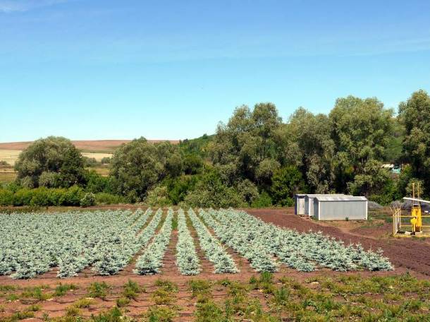 ОПТОВАЯ ПРОДАЖА САЖЕНЦЕВ ДЕРЕВЬЕВ!, фотография 5