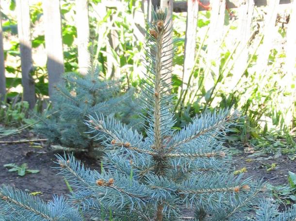 ОПТОВАЯ ПРОДАЖА САЖЕНЦЕВ ДЕРЕВЬЕВ!, фотография 6