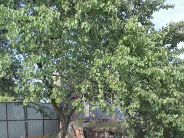 Продам дачу, фотография 1