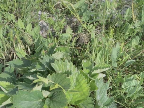 Продам дачу, фотография 6