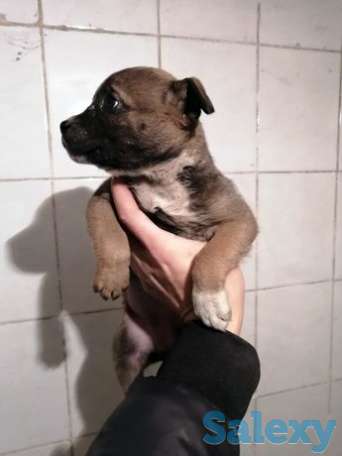 Стаффорд щенок месяц, фотография 1