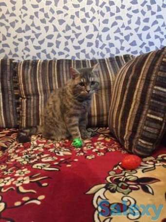 Срочно продам скоттиш страйта, фотография 1