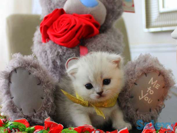 Шотландские шиншиллы, фотография 7