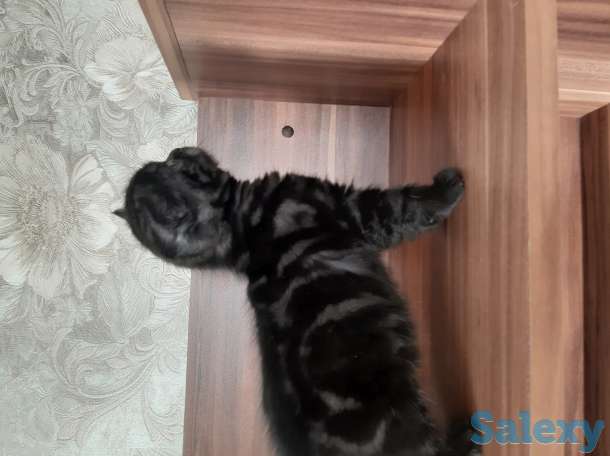 Британские котята, фотография 5