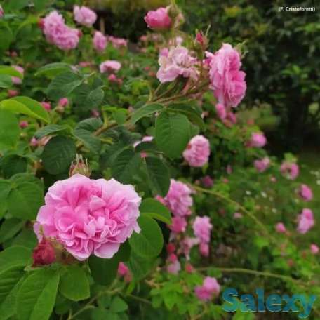 Саженцы масленичных роз Сербия, фотография 4