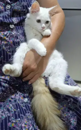 Отдам котенка мальчика в добрые руки, фотография 4