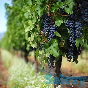 Сульфат Калия в наличии и под заказ, фотография 8