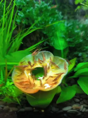 Продаются аквариумные креветки., фотография 3