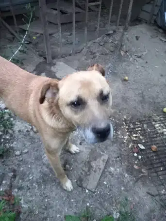 Ищет уютный и теплый дом собака, фотография 1