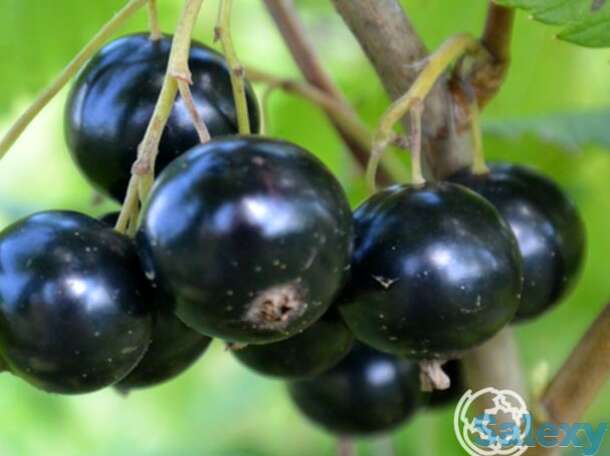 Смородина Селеченская-2 черная, фотография 1