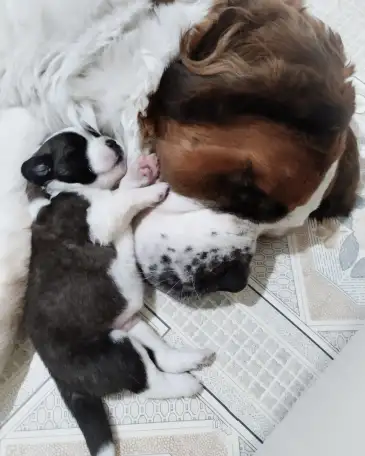 СЕНБЕРНАРЩЕНКИПРОДАЖА, фотография 3