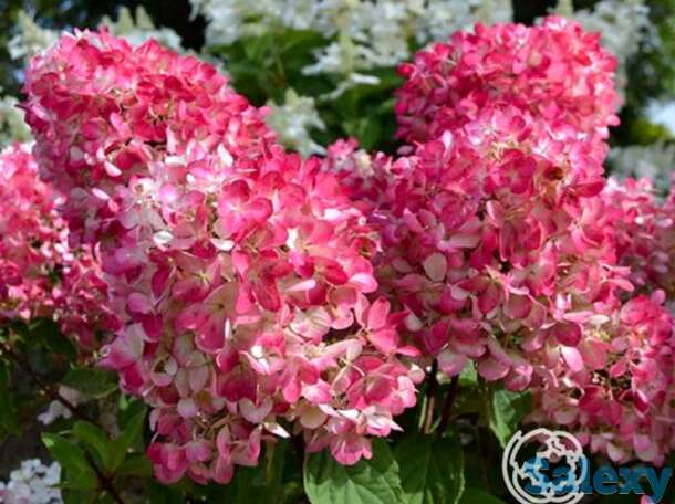Гортензия пинк даймонд, фотография 1