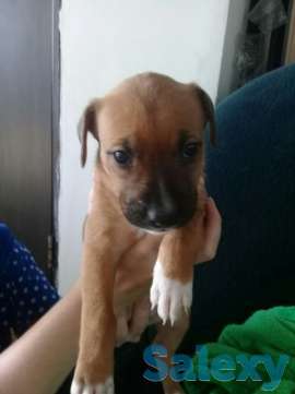 Породам щенков питбуля, фотография 5