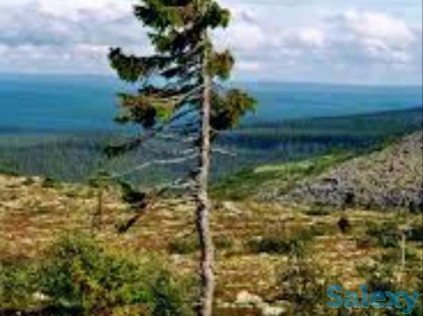 Спил гнилых и аварийных деревьев.Документы.Цена договорная, фотография 1